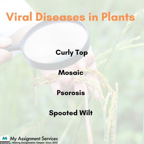 plant pathology dissertation help