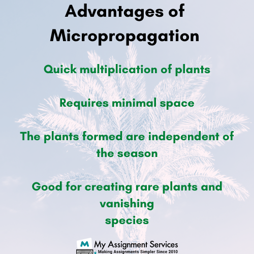 advantages of micropropagation