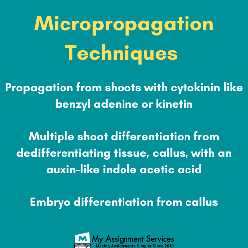 micropropagation techniques