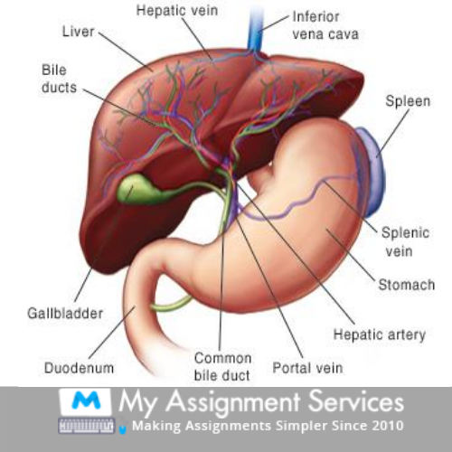 biology dissertation help